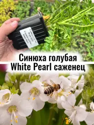 Синюха голубая Белый жемчуг (Вайт Перл) многолетник саженец