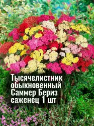 Тысячелистник обыкновенный Саммер Бериз - рассада, саженец