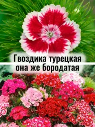 Гвоздика турецкая она же бородатая - саженец
