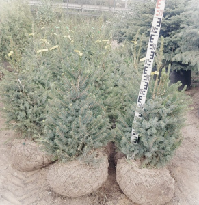 WhatsApp Image 2025-09-18 at 17.48.58