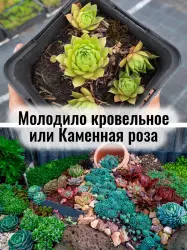 Молодило кровельное - саженец