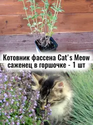 Котовник фассена Кэтс Меов многолетник ЗКС саженец - 1 шт