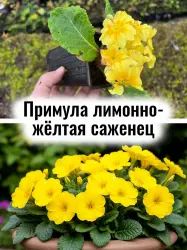 Примула обыкновенная лимонно-жёлтый цвет многолетний саженец