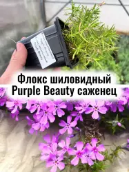 Флокс шиловидный Purple Beauty многолетние цветы саженец