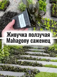 Живучка ползучая Махагони (Mahagoni) почвопокровник саженец