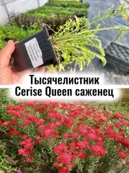 Тысячелистник обыкновенный Cerise Queen многолетник саженец