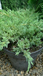 mozhzhevelnik_cheshuychatyy_kholger_juniperus_squamata_holger_10l_zk