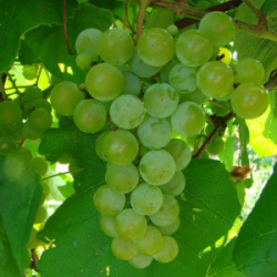 double-a-vineyards-edelweiss2-grapevines