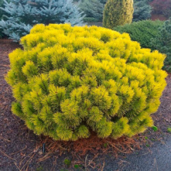 Sosna Winter Gold_-1000x1000