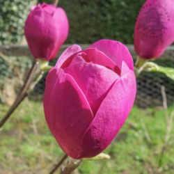 magnolia-x-soulangeana-black-tulip-tree-p948-7998_image